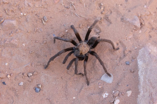 Large, hairy tarantula is walking gingerly on the tips of its legs along the red dirt ground