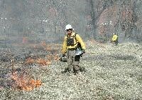 A fire crew member carrying a drip torch sets fire to a field of dry grass.
