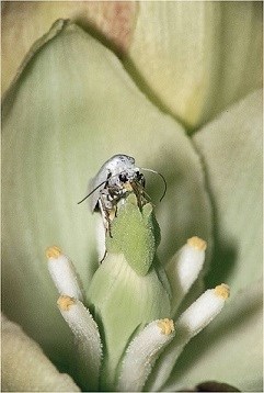Yucca Moth on Flower
