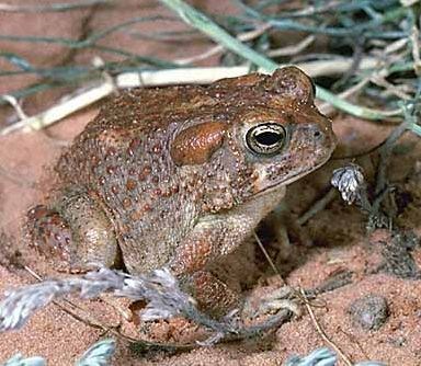Arizona Toad(Bufo microscaphus)