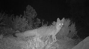 gray fox at night, caught on automated wildlife camera