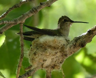 a green and white female hummingbird sits on a tiny nest in a tree