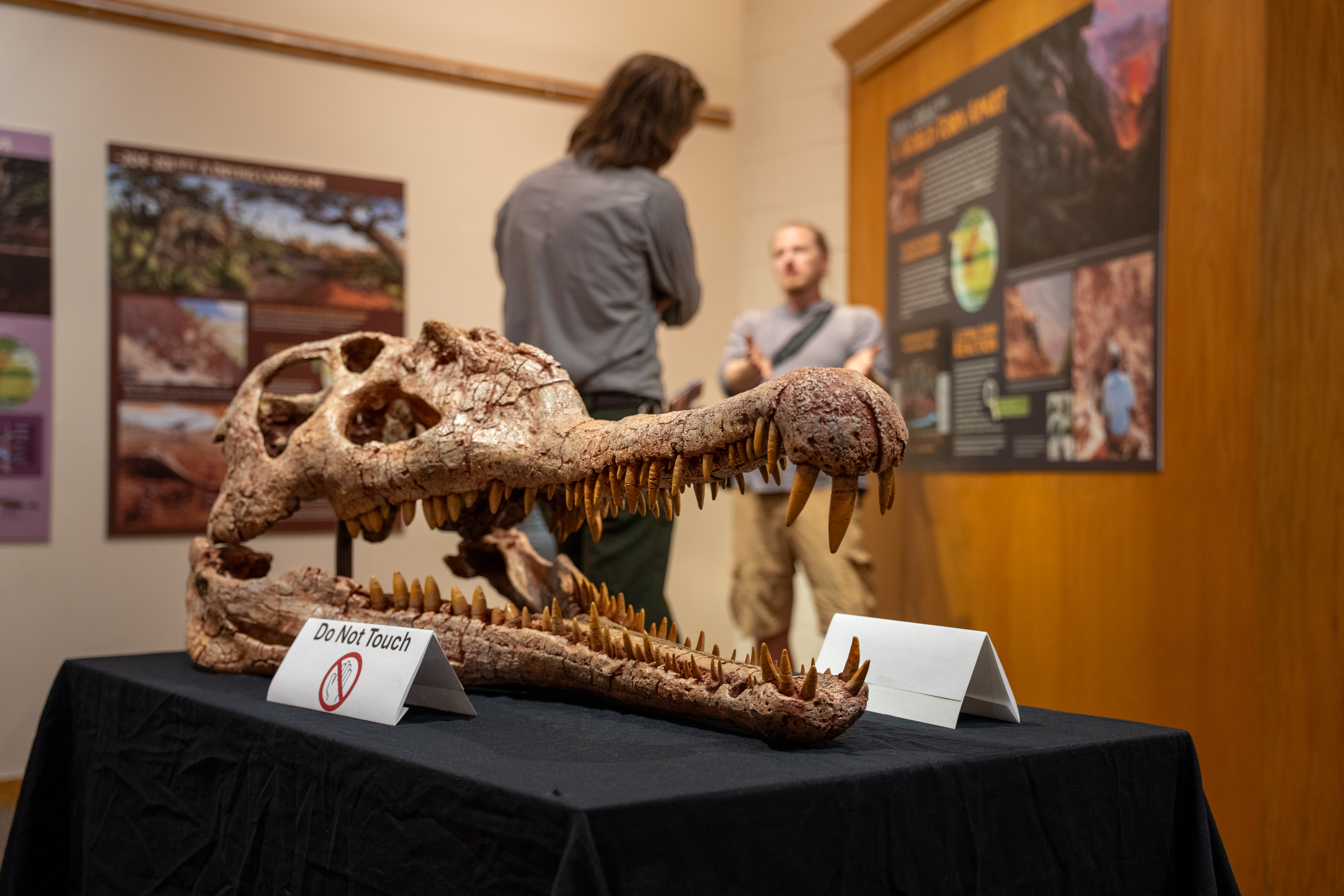 A large brown model skull with a long jaw and sharp teeth with people looking at posters on the wall in the background