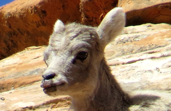 Sick Bighorn Sheep Lamb