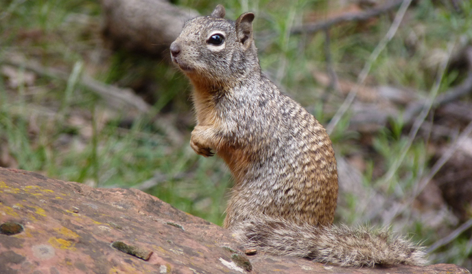 Rock Squirrel