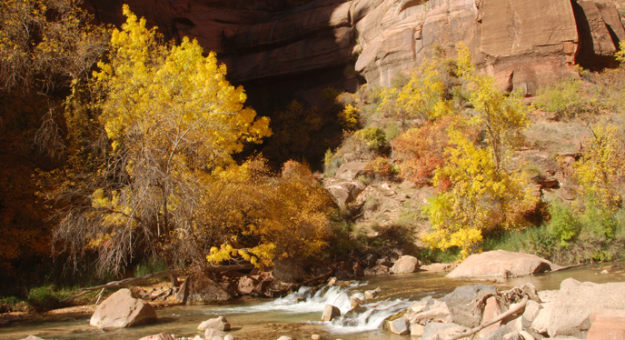Cottonwood trees burst with color in fall.