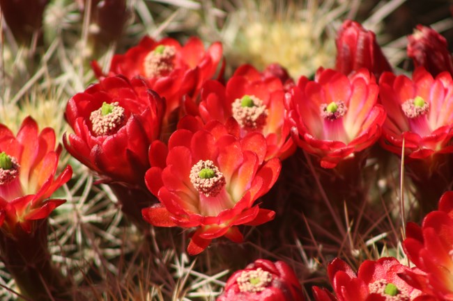 Bright red flowers on the claret cup cactus