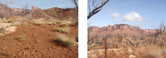 A campsite in a red, sandy clearing. Distant views show sandstone cliffs and shrubland.