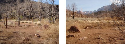A campsite in a sandy clearing, surrounded by dry shrubs and trees.
