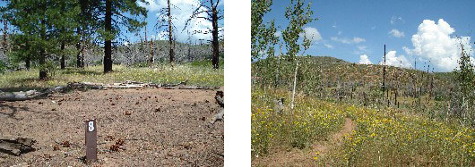 West Rim campsite #8