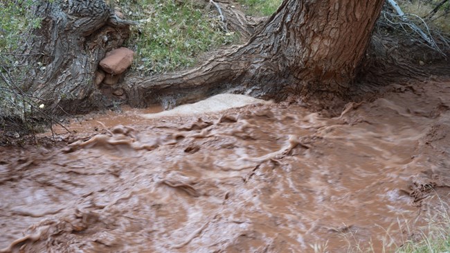 Dirty brown water rapidly flows past the trunk of a cottonwood tree.