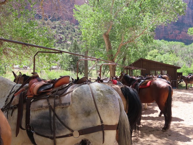 Multiple horses standing tied to a post in a stable