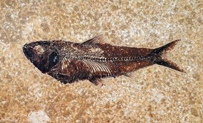 Knightia eocaena with colonite. A long, thin fish fossil with a forked tail. There is an oblong shape inside the fish in the middle, right at the bottom.