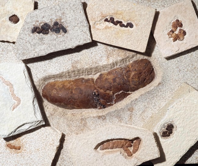 One large oblong fossil poo surrounded by eight poops on smaller rocks. Some of the smaller poops are stringy, some are more circular.